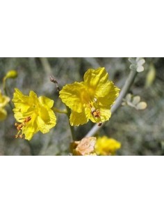 1 Palo verde (Parkinsonia... 2