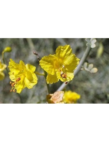 1 arbolito de Palo verde (Parkinsonia aculeata)...
