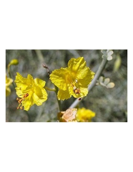 1 arbolito de Palo verde (Parkinsonia aculeata) Corteza verde flores amarillas