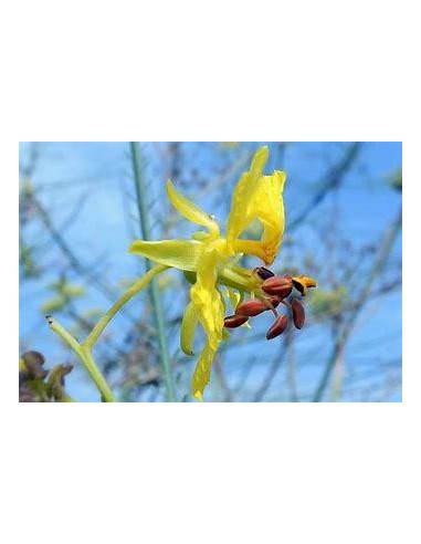 1 arbolito de Palo verde (Parkinsonia aculeata)...