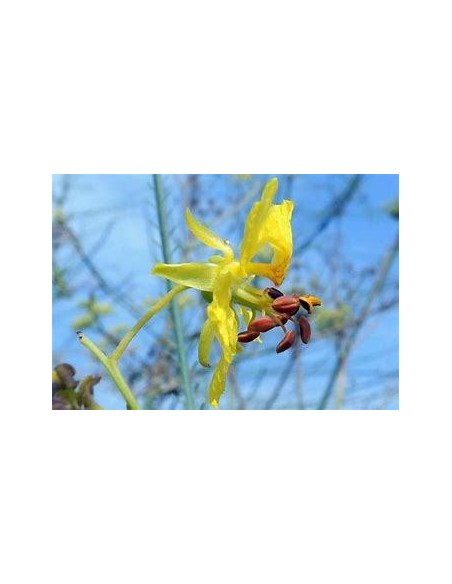 1 arbolito de Palo verde (Parkinsonia aculeata) Corteza verde flores amarillas