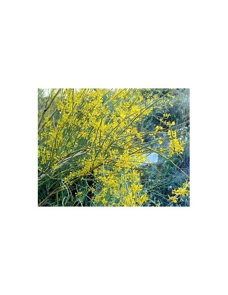 1 Arbolito de Retama - (Retama sphaerocarpa) Arboles del desierto nativos