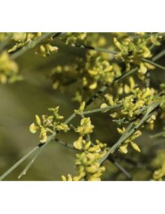 1 Retama sapling - (Retama... 2