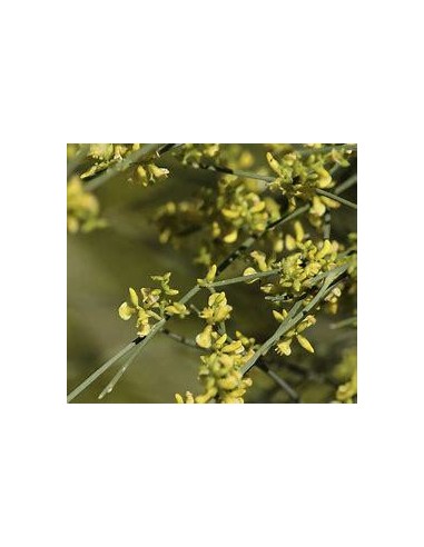 1 Arbolito de Retama - (Retama sphaerocarpa)...