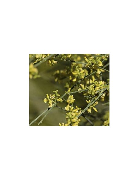 1 Arbolito de Retama - (Retama sphaerocarpa) Arboles del desierto nativos