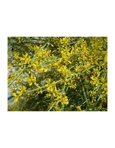 1 Arbolito de Retama - (Retama sphaerocarpa)...