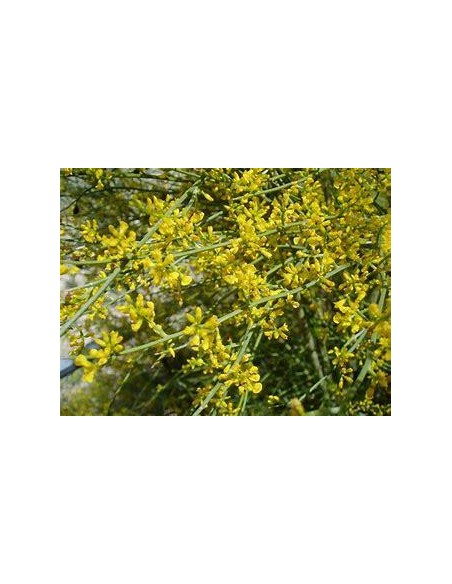 1 Arbolito de Retama - (Retama sphaerocarpa) Arboles del desierto nativos