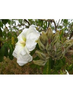 1 Purple Cazahuate tree...