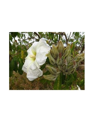 1 Arbolito de Cazahuate morado (Ipomoea arborescens) Arbol de flores tropical medicinal