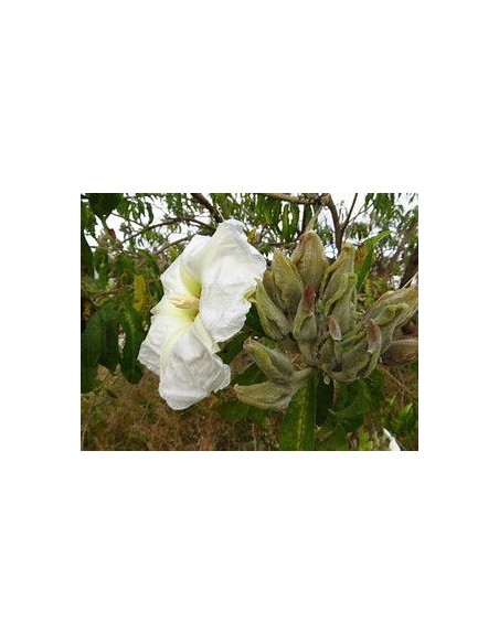 1 Purple Cazahuate tree (Ipomoea arborescens) Medicinal tropical flowering tree.