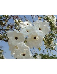 1 Purple Cazahuate tree... 2