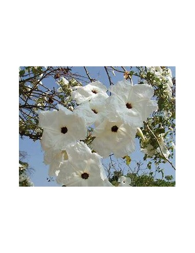 1 Purple Cazahuate tree (Ipomoea arborescens)...