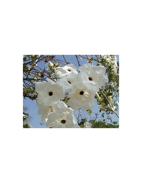 1 Arbolito de Cazahuate morado (Ipomoea arborescens) Arbol de flores tropical medicinal