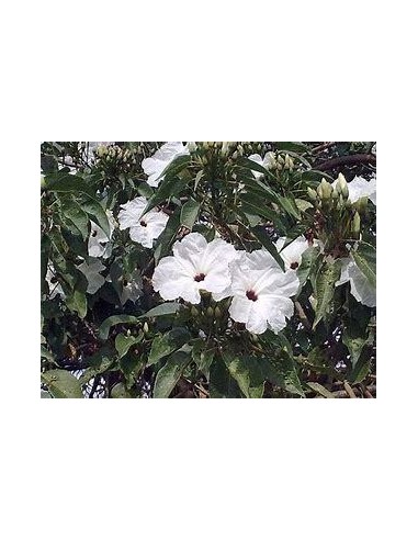 1 Purple Cazahuate tree (Ipomoea arborescens)...