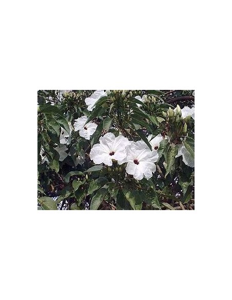 1 Arbolito de Cazahuate morado (Ipomoea arborescens) Arbol de flores tropical medicinal