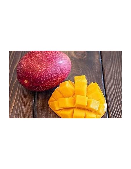 1 Mango tree ''Miyazaki red'' PREMIUM quality grafts mango tree nursery