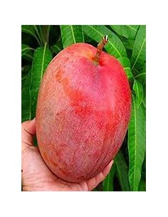 1 Mango tree ''Miyazaki... 2