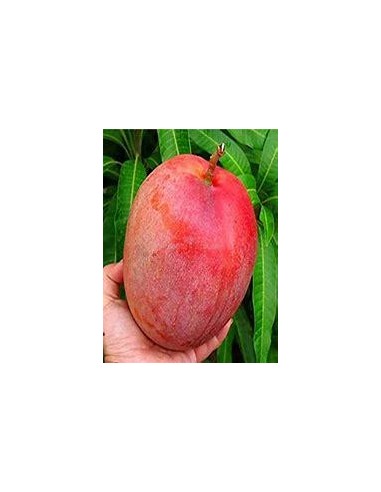 1 Mango tree ''Miyazaki red'' PREMIUM quality...