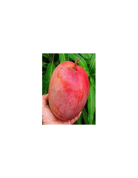 1 Mango tree ''Miyazaki red'' PREMIUM quality grafts mango tree nursery