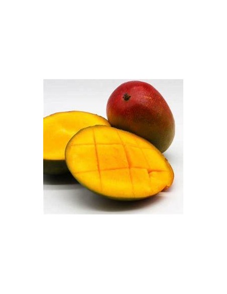 1 ''Criollo'' Mango Tree - (Mangifera indica) from seed