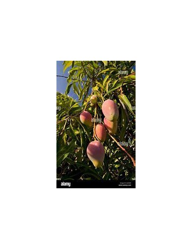 1 Mango Pearl Tree (Mangifera indica) Small Mangos - THE KING OF PLANTS