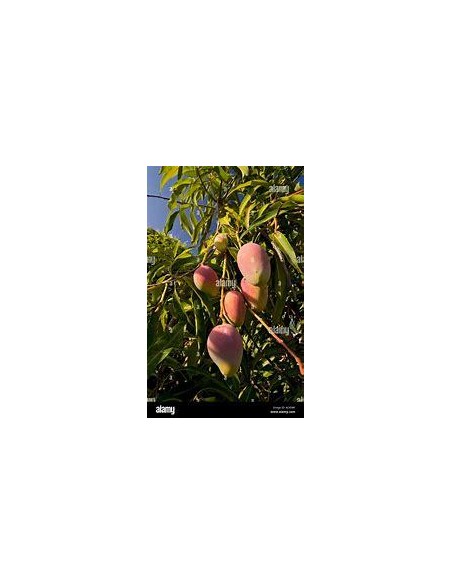 1 Arbolito de Mango Perla (Mangifera indica) Mangos pequeñitos - EL REY DE LAS PLANTAS