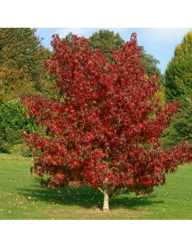 1 sweet gum tree (Liquidambar styraciflua) Live plants - Nursery plants