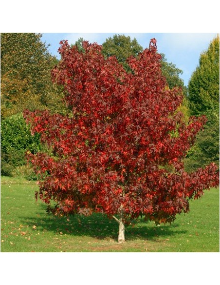 1 Liquidambar styraciflua - Arbolito muy parecido al Maple, Para bonsai o Jardin - The green Shop