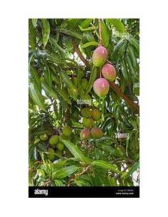 1 Arbolito de Mango Perla... 2