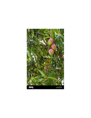 1 Arbolito de Mango Perla (Mangifera indica)...