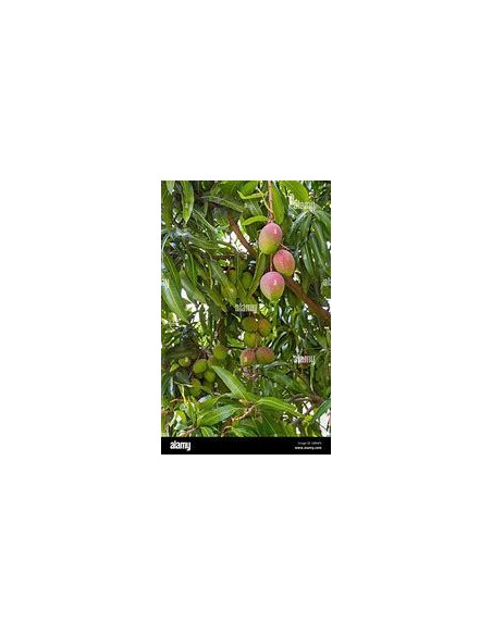 1 Arbolito de Mango Perla (Mangifera indica) Mangos pequeñitos - EL REY DE LAS PLANTAS