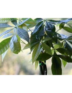 1 Money tree ''Money tree''...