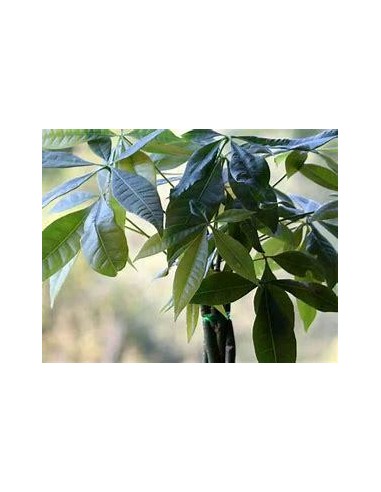 1 Arbol de la Suerte ''Money tree'' Mexico - Pachira aquatica ORIGINAL asiatica