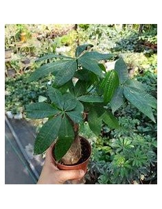 1 Money tree - Braided -...