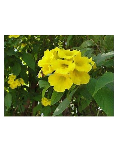 1 Tree of ''Tronadora'' (Tecoma stans) Tree with yellow flowers- Desertic or tropical