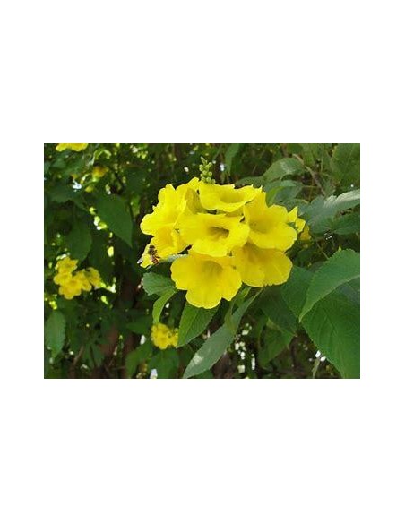 1 Arbolito de ''Tronadora'' (Tecoma stans) Arbol de flores amarillas- Desertico o tropical