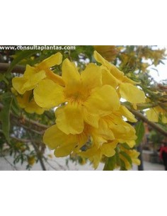 1 Tree of ''Tronadora''... 2