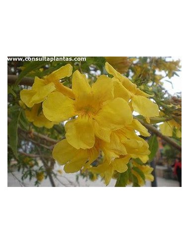 1 Arbolito de ''Tronadora'' (Tecoma stans)...