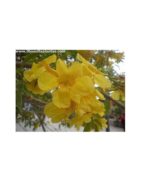 1 Arbolito de ''Tronadora'' (Tecoma stans) Arbol de flores amarillas- Desertico o tropical