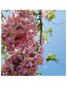 1 Tree of Wisteria tropical...