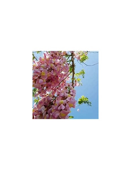 1 Arbolito de Wisteria tropical o Cocuite - (Gliricidia sepium) Cultiva la vainilla