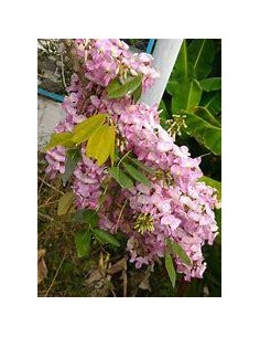 1 Arbolito de Wisteria... 2