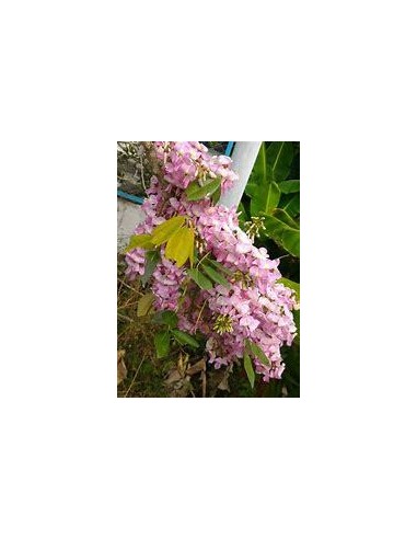 1 Arbolito de Wisteria tropical o Cocuite -...