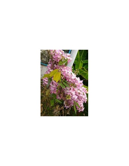 1 Tree of Wisteria tropical o Cocuite - (Gliricidia sepium) Cultivate the vanila