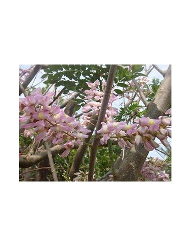 1 Arbolito de Wisteria tropical o Cocuite -...