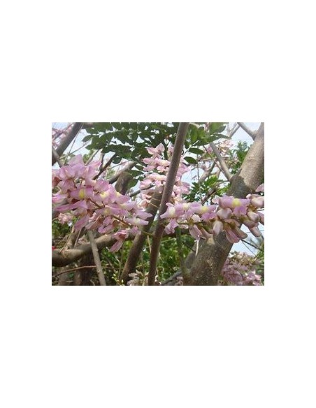 1 Arbolito de Wisteria tropical o Cocuite - (Gliricidia sepium) Cultiva la vainilla