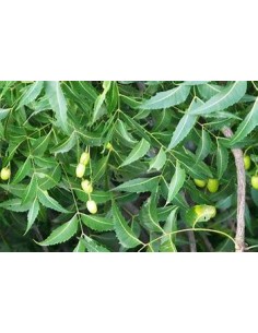 10 Arbolitos de Neem...