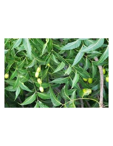 10 Arbolitos de Neem (Azadirachta indica) Nim, Nem, nin, arbol contra los mosquitos