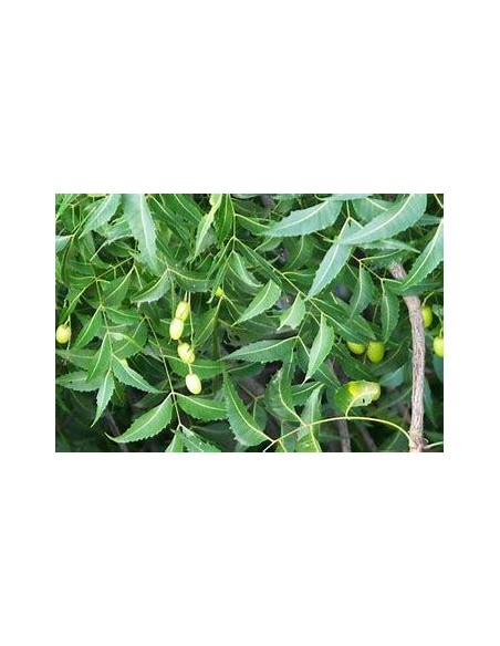 10 Arbolitos de Neem (Azadirachta indica) Nim, Nem, nin, arbol contra los mosquitos