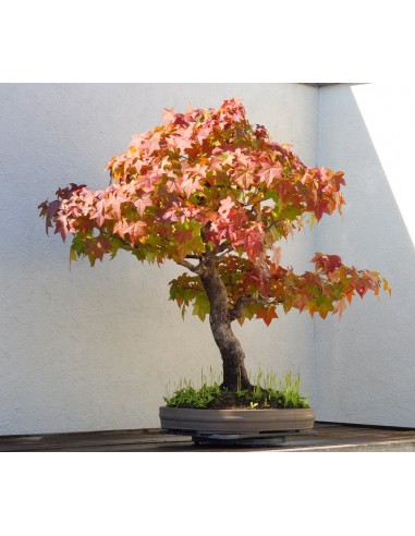 1 Liquidambar styraciflua - Arbolito muy parecido al Maple, Para bonsai o Jardin - The green Shop